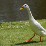 duck, bird, animal-8416157.jpg